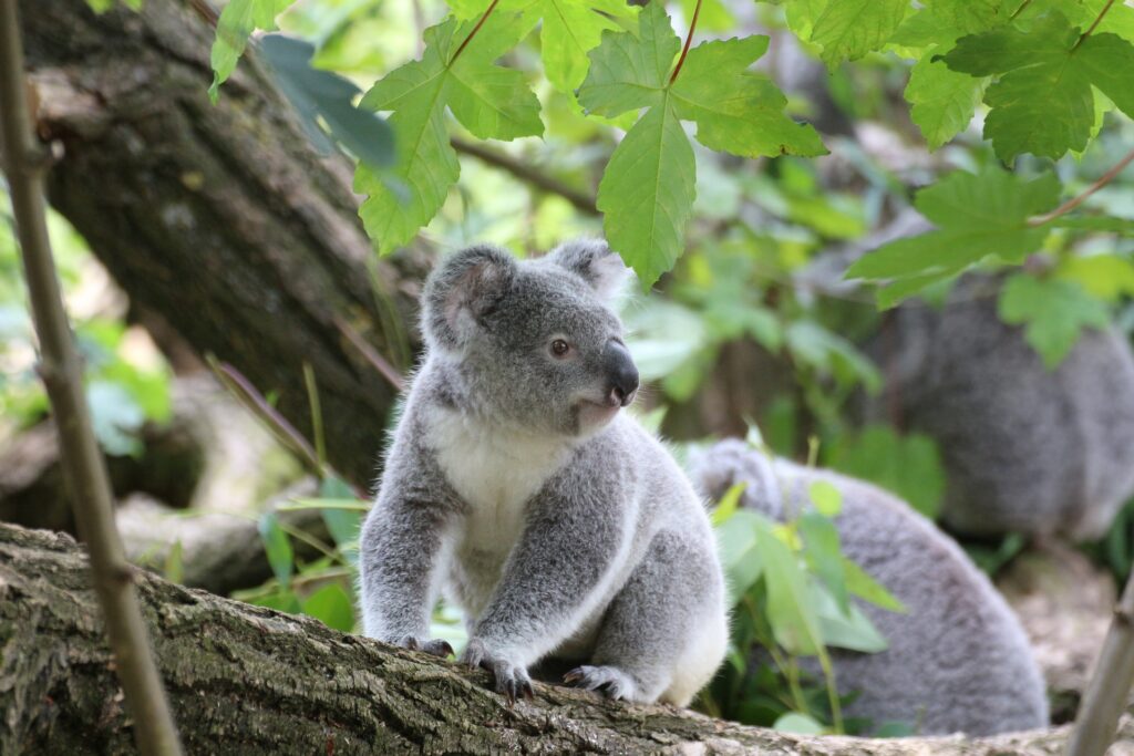 koala gc367fdca5 1920 1024x683 - 動物占いとは一体何？コアラタイプの性格は？