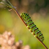 夢に芋虫が出てきたら？芋虫の夢占いの意味とは？