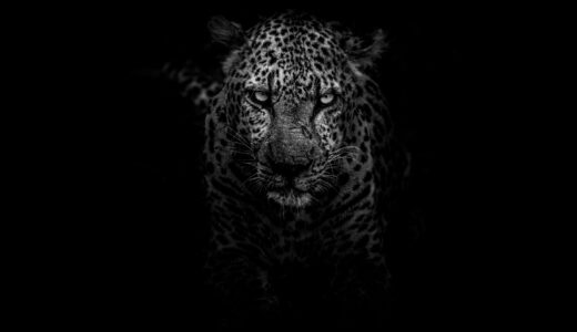 夢占いで知る！「黒豹」の基本的な意味と８つの解釈ポイント