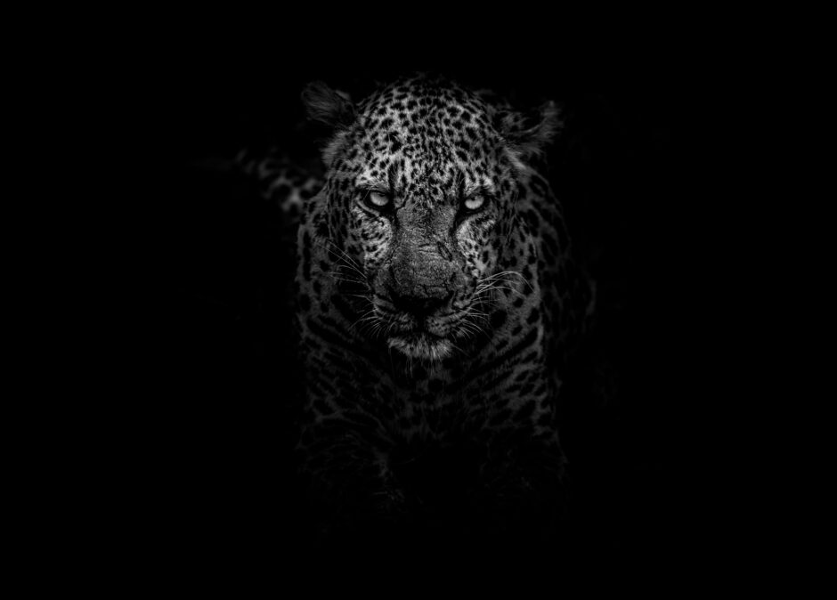 夢占いで知る!「黒豹」の基本的な意味と8つの解釈ポイント geran de klerk 9yvADFNcXOc unsplash 940x674 - 夢占いで知る!「黒豹」の基本的な意味と8つの解釈ポイント