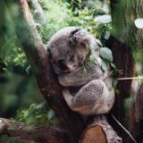 動物占いにおけるコアラの基本的な意味や他の動物との相性