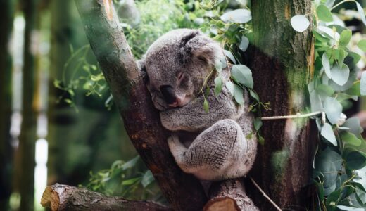 動物占いにおけるコアラの基本的な意味や他の動物との相性