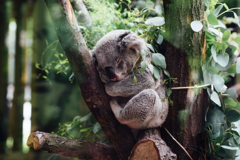 動物占いにおけるコアラの基本的な意味や他の動物との相性 jordan whitt EerxztHCjM8 unsplash 940x628 - 動物占いにおけるコアラの基本的な意味や他の動物との相性