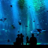 夢に水族館が出てきたら夢占いでの水族館のメッセージは？生き物は？