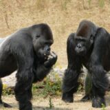 戦う！襲われる！逃げる！ゴリラの夢占いの意味とは？