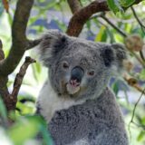 動物占いとは一体何？コアラタイプの性格は？