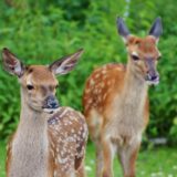 動物占いの【こじか】ってこんな人！性格・恋愛・仕事・相性をチェック！
