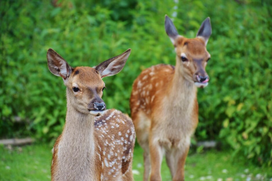 roe deer gc759a91e7 1920 940x627 - 動物占いの【こじか】ってこんな人！性格・恋愛・仕事・相性をチェック！