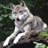 動物占いとは一体何？狼タイプの性格は？