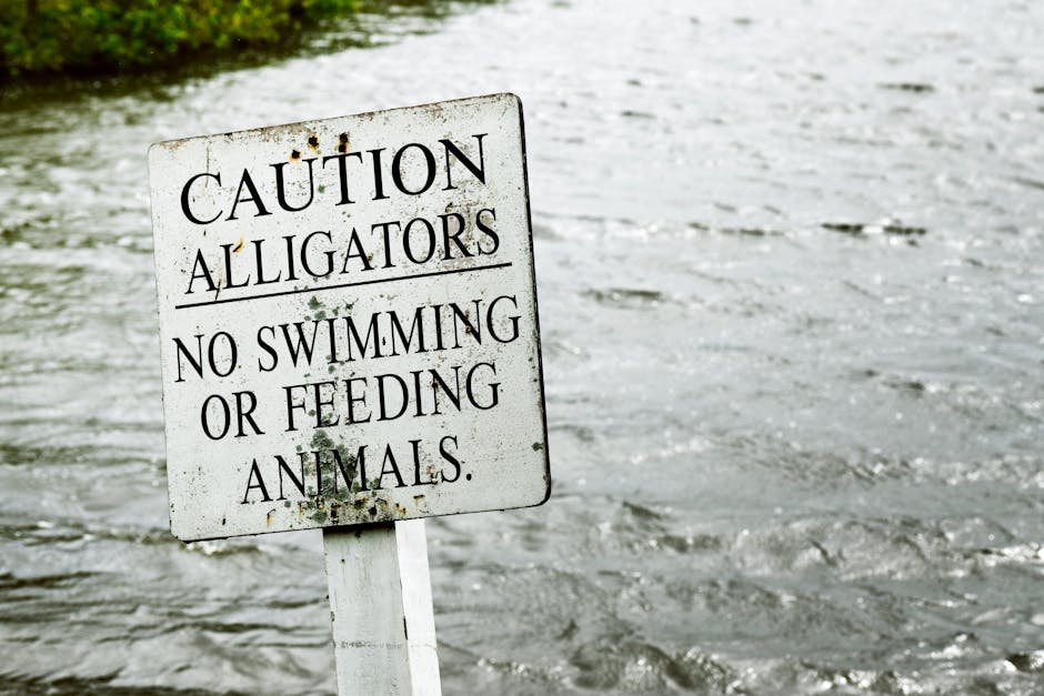 A warning sign by the water cautioning about alligators, no swimming or feeding allowed.