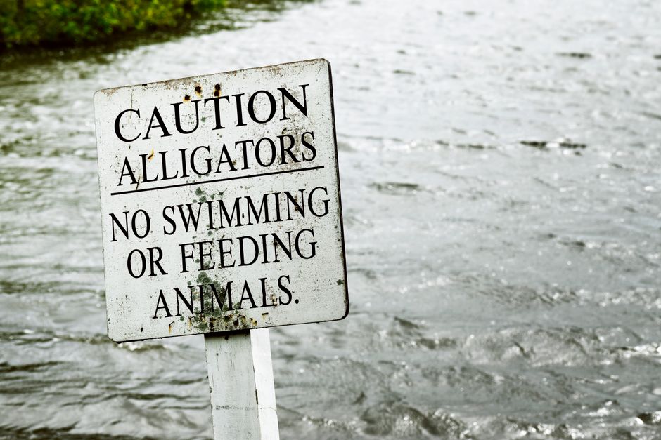 A warning sign by the water cautioning about alligators, no swimming or feeding allowed.