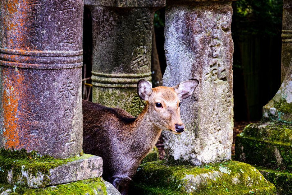 A tranquil deer peeks through moss-covered stone columns in a Japanese temple setting.