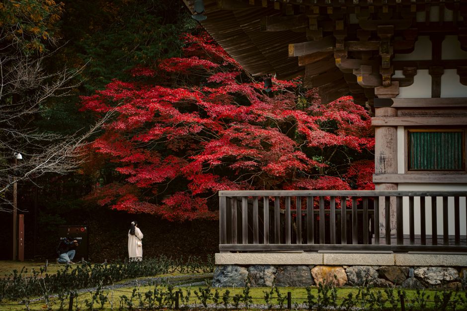 Capture of vibrant red maple trees next to a traditional temple building in Kyoto during autumn.